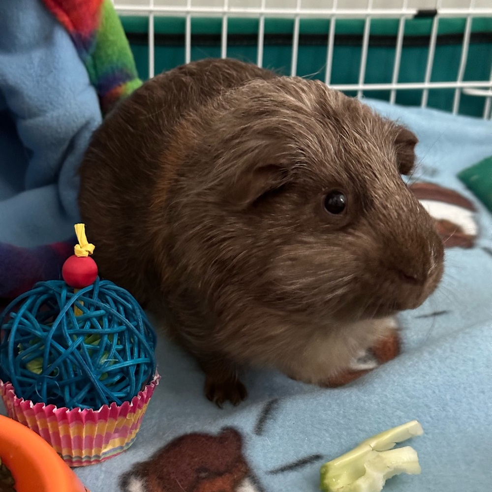 Percy says THANK YOU SO MUCH for his new blankie, his toys, and his clothes!